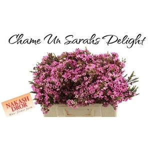 CHAME SARAHS DELIGHT