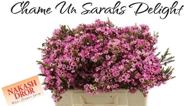 <h4>CHAME SARAHS DELIGHT</h4>