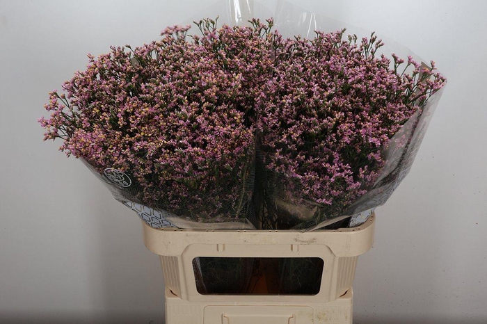 <h4>Lim Sin Blush Dia</h4>