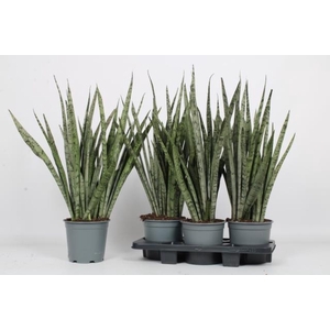 Sansevieria trifasciata 19Ø 90cm