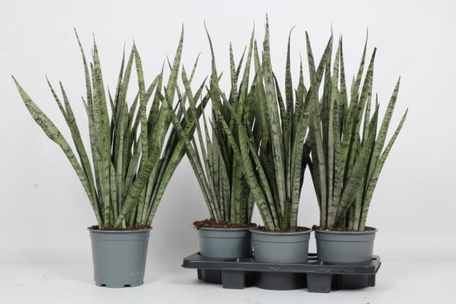 Sansevieria trifasciata 19Ø 90cm