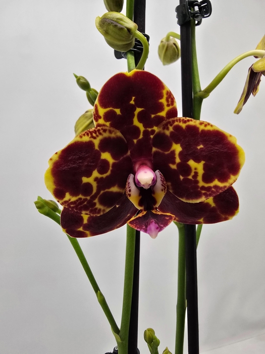 <h4>Limited 49 week 8</h4>