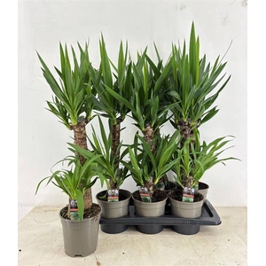 Yucca 17Ø 75cm 2Head