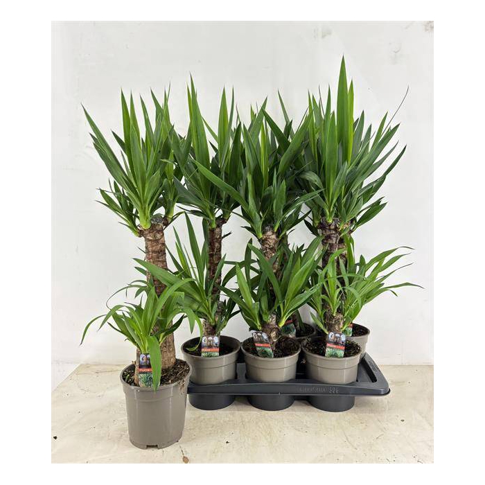 <h4>Yucca 17Ø 75cm 2Head</h4>