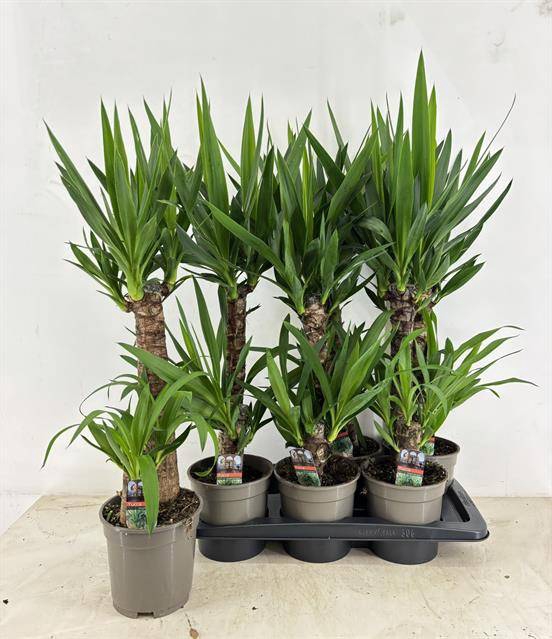 Yucca 17Ø 75cm 2Head