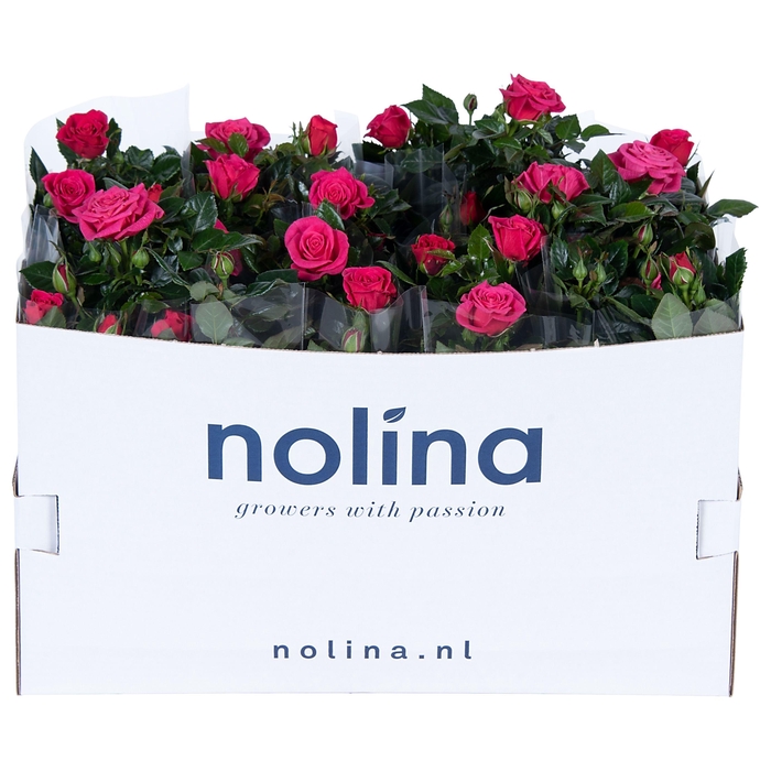 <h4>Nolina Roses Ø 13 cm Deep pink in box st.1-2</h4>