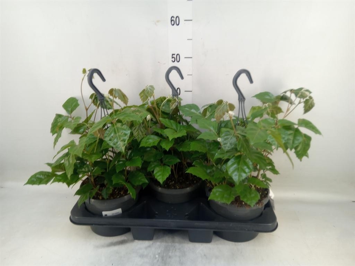 <h4>Cissus rhombifolia</h4>