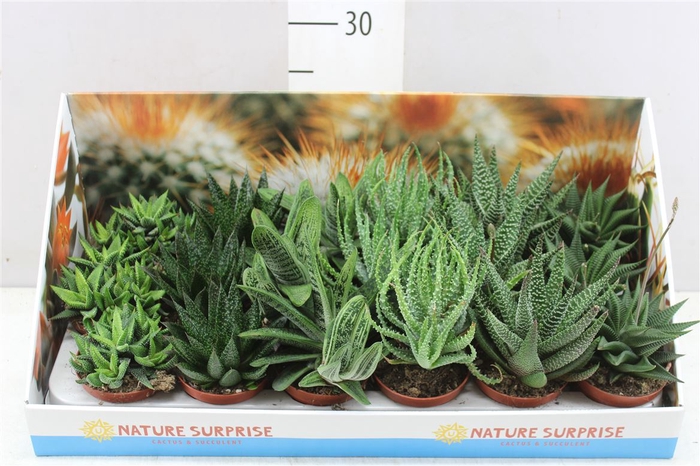 <h4>Aloe Gemengd Showdoos</h4>