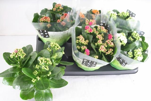 <h4>KAL GE GEM 5 KL</h4>