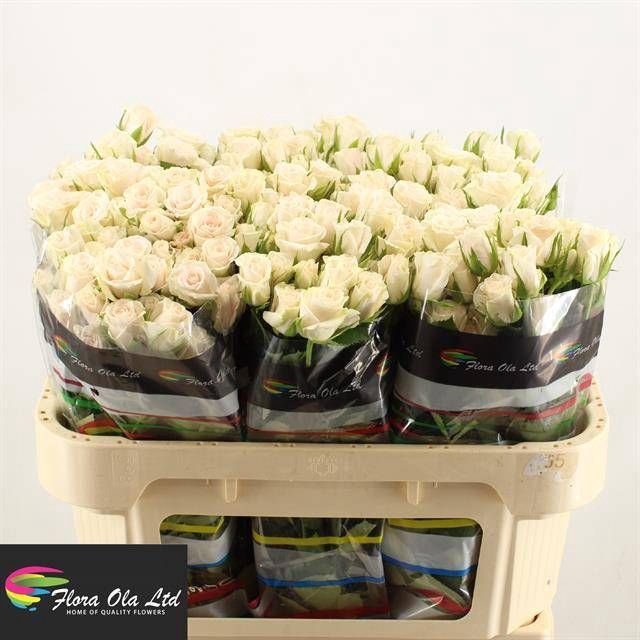 <h4>R Tr Royal Porcelina Flora Ola</h4>