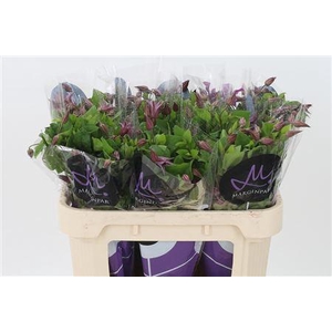 Clematis Kyiv Dark Pink