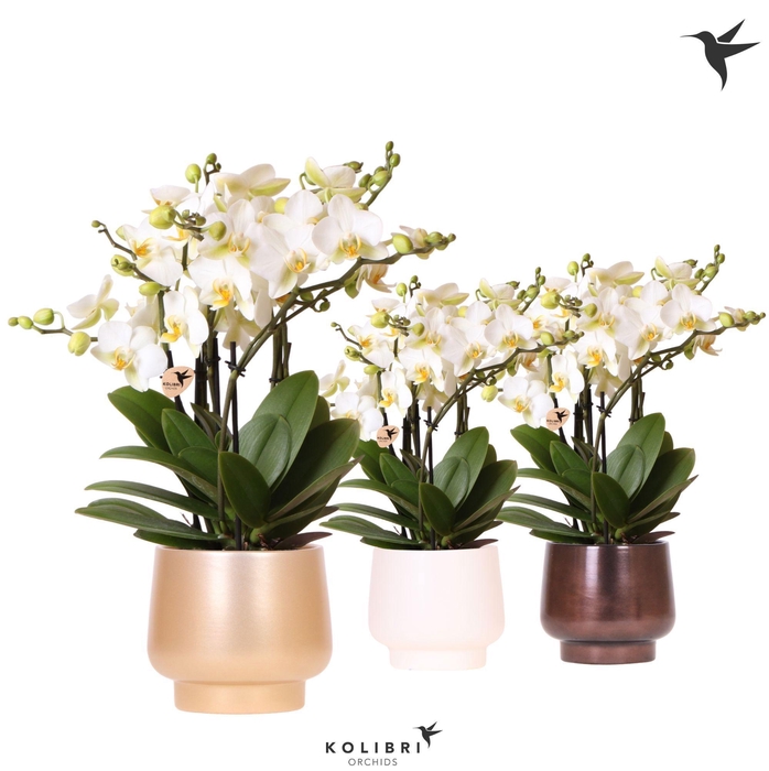 <h4>Kolibri Orchids Phalaenopsis Lausanne 6spike in Scandic pot mix</h4>