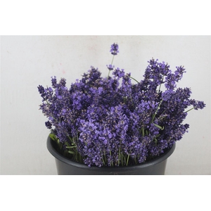Lavendel Fresh P Bunch