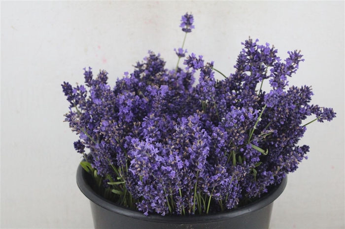 <h4>Lavendel Fresh P Bunch</h4>