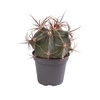 FEROCACTUS RECTISPINUS p6 Latispinus