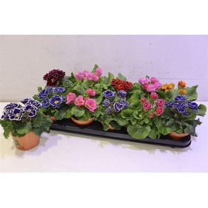 arr8 Prim Ac Bellisi Gem