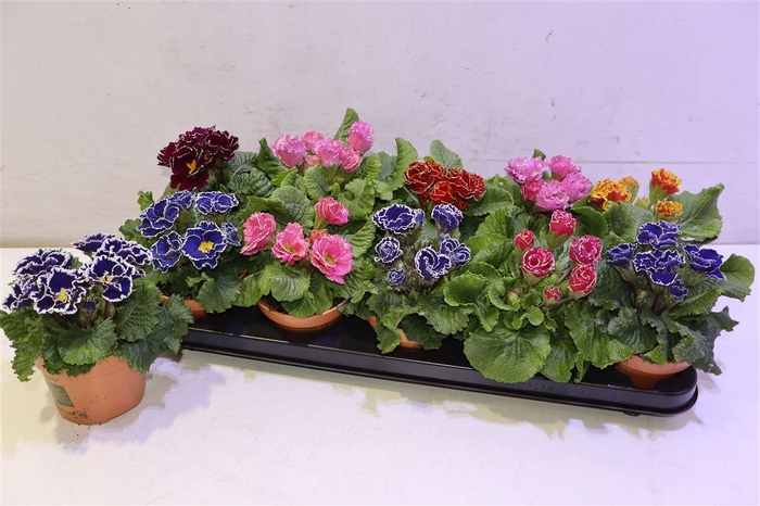 <h4>arr8 Prim Ac Bellisi Gem</h4>