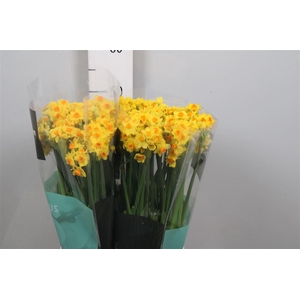 Narcissus Grand Soleil D'or
