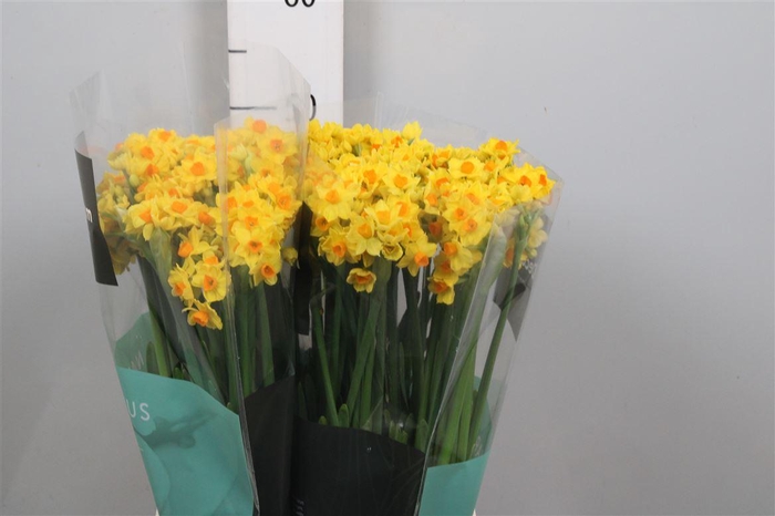 <h4>Narcissus Grand Soleil D'or</h4>