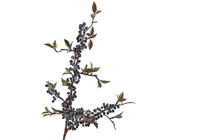 <h4>Berry Spray Leaves Blue</h4>