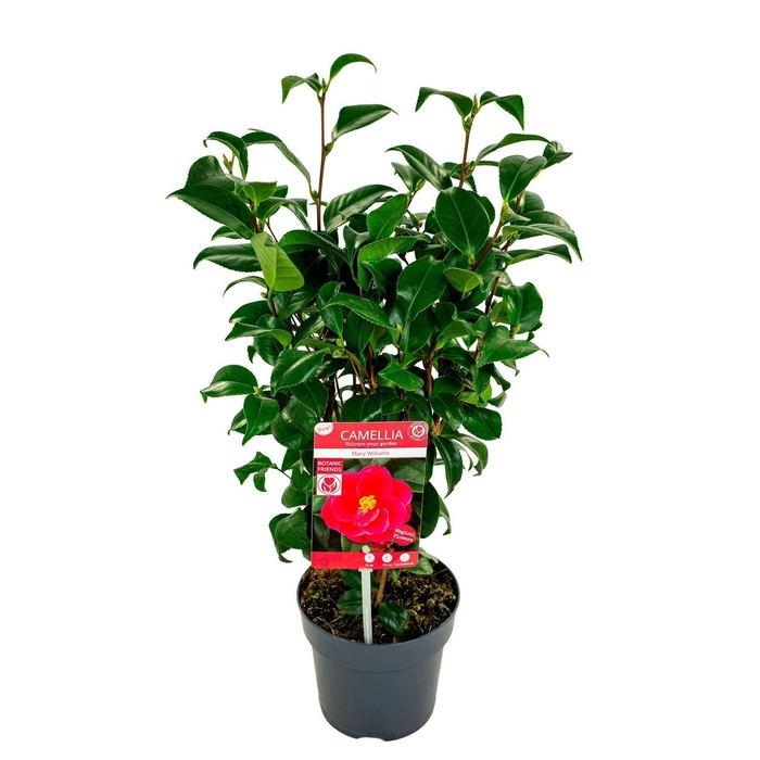 <h4>Camellia reticulata Mary Williams</h4>