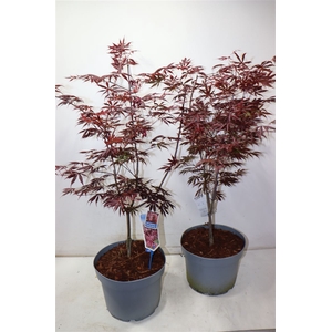arr8 Acer Pa Trompenburg