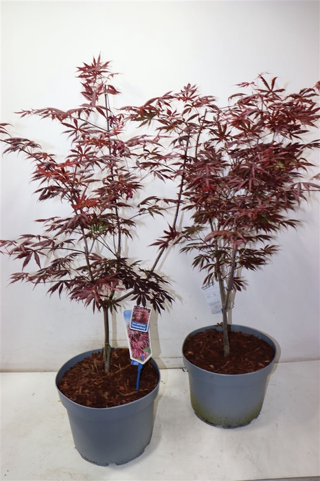 <h4>Acer Pa Trompenburg</h4>