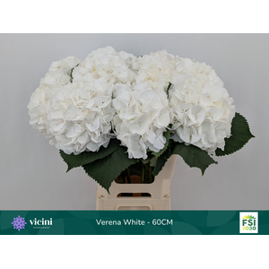 Hydr Verena White 60 cm Vicini