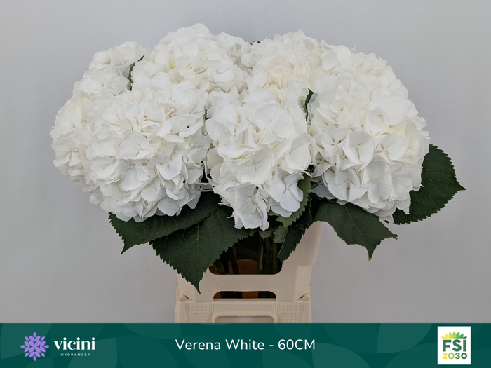 <h4>Hydr Verena White 60 cm Vicini</h4>
