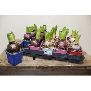 arr8 Hyacin Gem 4 Kl