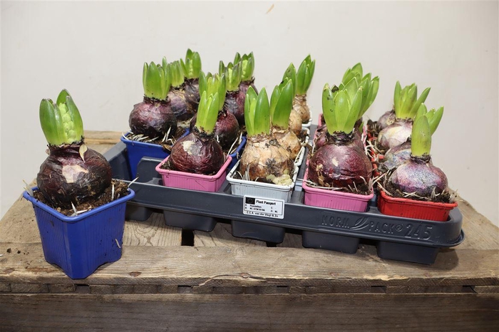 <h4>Hyacin Gem 4 Kl</h4>