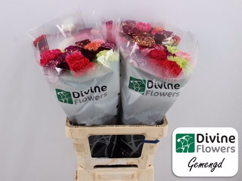 <h4>Dianthus ST   ...mix in bos</h4>