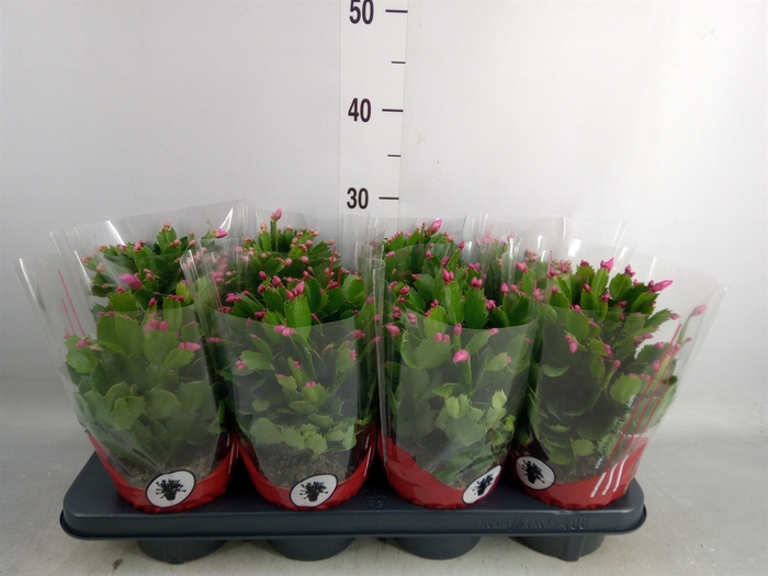 <h4>Schlumbergera   ...</h4>