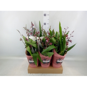 Burrageara  'Barrocco Red'