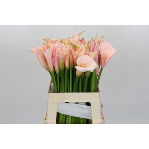 Zantedeschia Eydolls Salmon