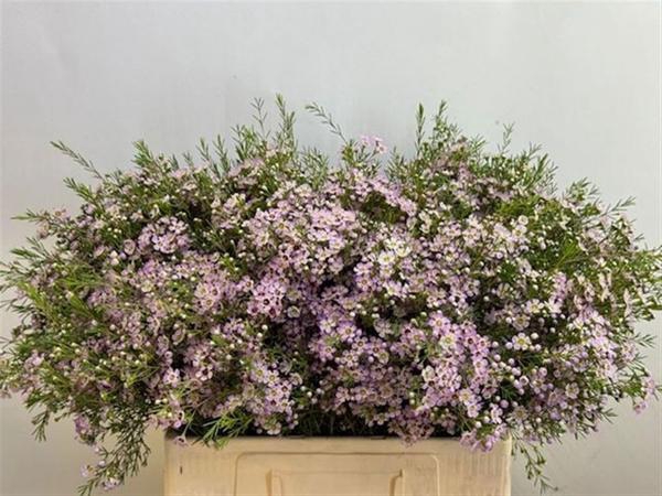 <h4>CHAME UN DORI</h4>