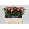 Paeonia Sarah Bernhardt