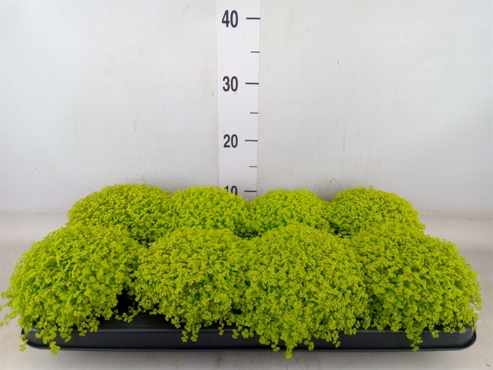 <h4>Soleirolia soleirolii 'Aurea'</h4>