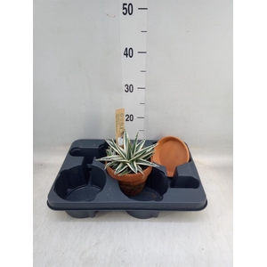 Agave victoriae-reginae