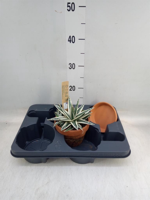 <h4>Agave victoriae-reginae</h4>