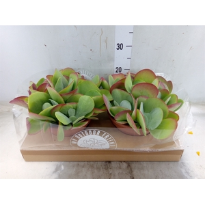 Kalanchoe NF thyrsiflora