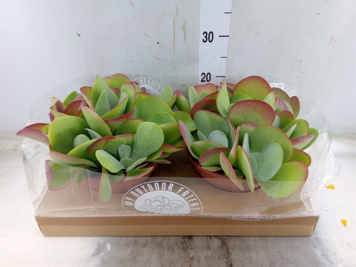 <h4>Kalanchoe NF thyrsiflora</h4>