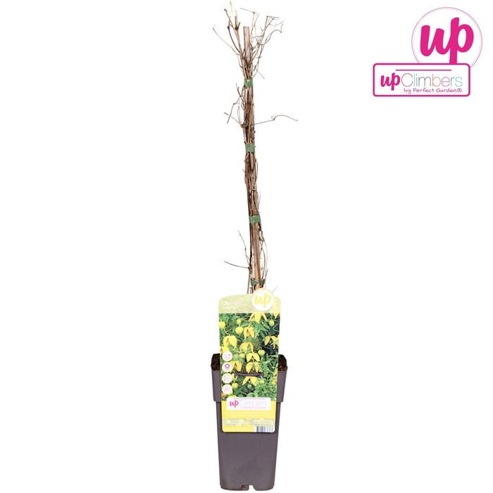 <h4>Clematis tibetana tangutica</h4>