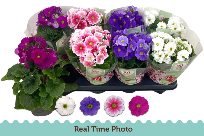 <h4>PRIM OB TM GEM</h4>