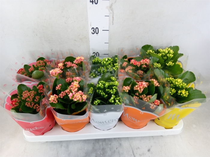 <h4>Kalanchoe blos.   ..rosebud mix  5</h4>