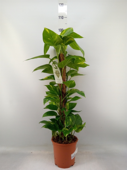 <h4>Epipremnum pinn.   ...moss stick</h4>