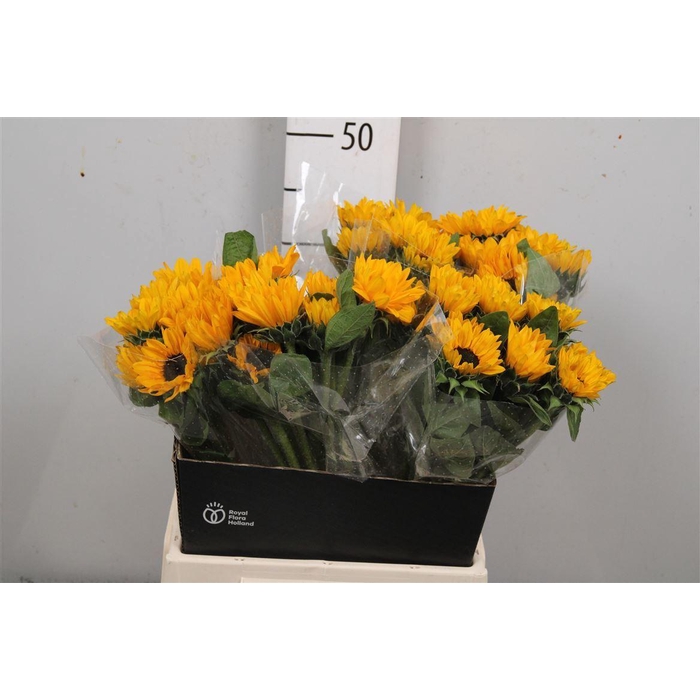 <h4>Heli Sunova</h4>