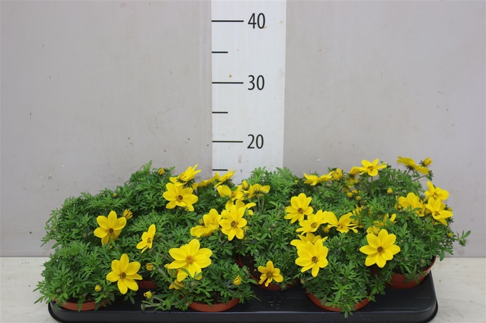 <h4>Bidens Compact</h4>