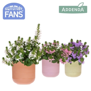 Scaevola mix in Flare pot mix