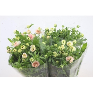 Ran. Butterfly Ariadne